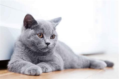 cat breeds that don't shed